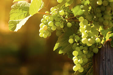 White grapes